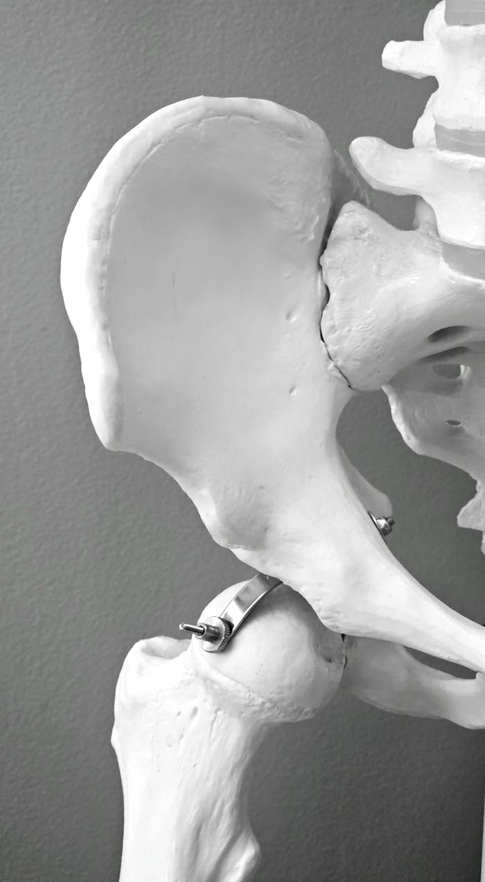Anatomical model of human hip bone, ideal for medical and educational use.