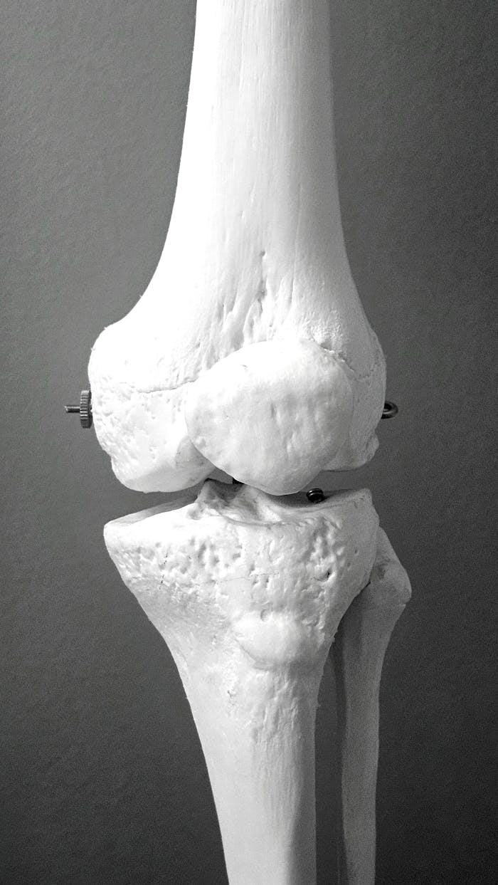 Close-up black and white image of a human knee model showing detailed bone structure.